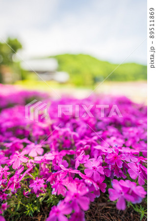 福井県大野市（シバザクラの里）芝桜／2022年5月撮影 89511869