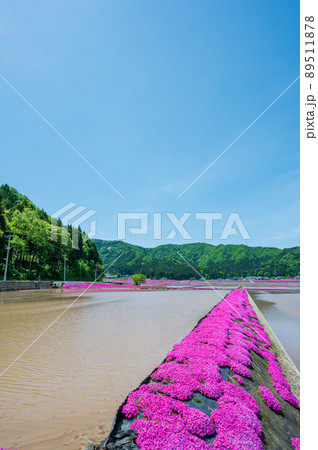 福井県大野市（シバザクラの里）芝桜／2022年5月撮影 89511878