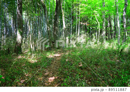 滝山城　続日本100名城 89511887