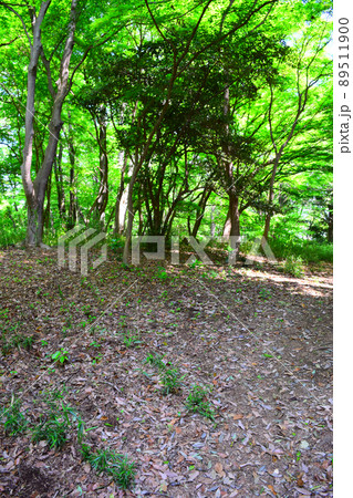 滝山城 続日本100名城 滝山城 続日本100名城 89511900