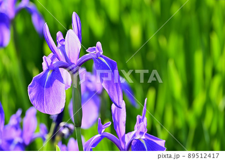 かきつばた かきつばた 89512417