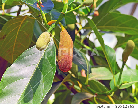 細長い実がついた常緑高木のパラミツ 89512565