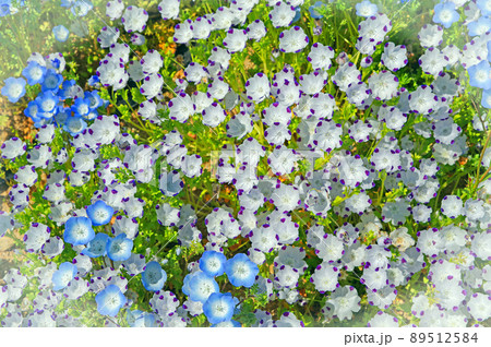 春の花壇に可愛い花が咲くネモフィラ 89512584