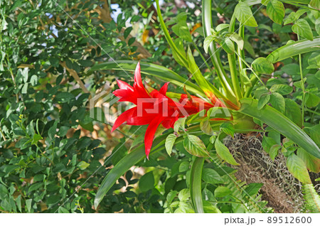 パイナップル科の熱帯植物赤い花のグズマニアの写真素材