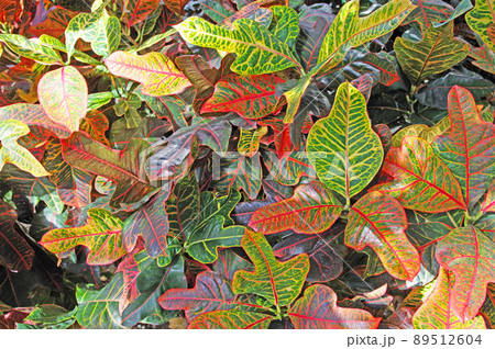 鮮やかな葉の色を楽しむ観葉植物クロトンエクセレント 鮮やかな葉の色を楽しむ観葉植物クロトンエクセレント 89512604