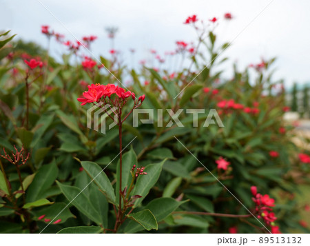 Spicy Jatropha is a plant in the family Euphorbiaceae is a shrub, rather tall and sparse. Bark color, bark brown, gray. reddish brown branches in the morning light in the garden 89513132