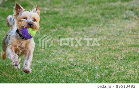 Hows that for speed. Full length shot of a Yorkshire Terrier playing fetch outside in the garden during the day. Hows that for speed. Full length shot of a Yorkshire Terrier playing fetch outside in the garden during the day. 89513492