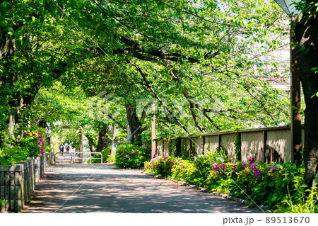 春の新緑の目黒川沿い 89513670