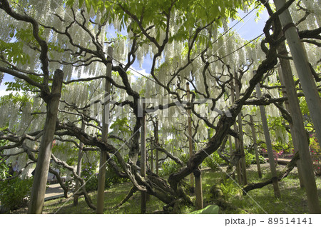 白藤の滝 89514141