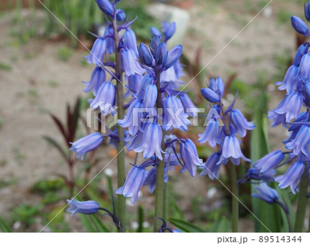 ヒヤシンソイデス 89514344