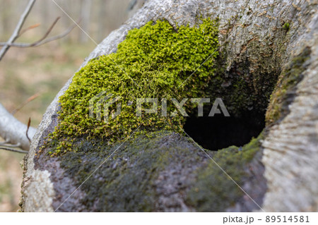 The stump is overgrown with moss. There are mushrooms growing on the beautiful stump. Close-up of a cutted mossy tree The stump is overgrown with moss. There are mushrooms growing on the beautiful stump. Close-up of a cutted mossy tree 89514581