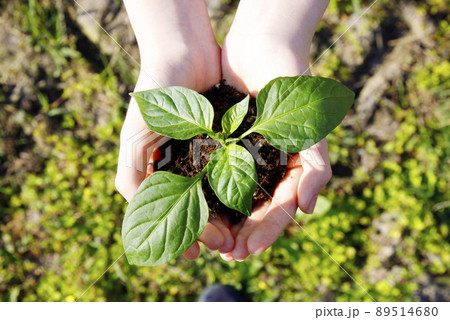 エコロジー　サステナブル　環境技術　SDGsイメージ 89514680