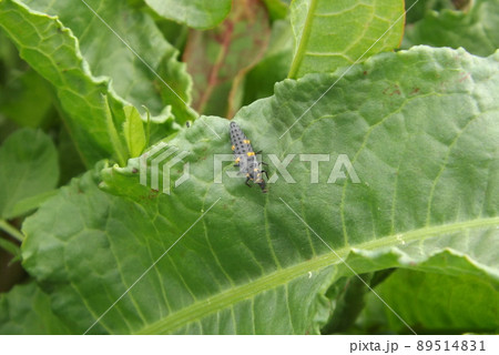 アブラムシを食べるテントウムシの幼虫 アブラムシを食べるテントウムシの幼虫 89514831