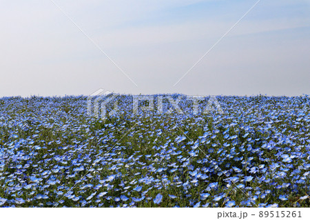 ネモフィラの海　大阪まいしまシーサイドパーク 89515261