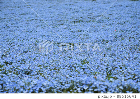 視界いっぱいに広がるネモフィラ畑 89515641