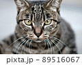 正面の猫の顔 89516067