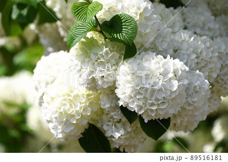 オオデマリ(大手毬) オオデマリ(大手毬) 89516181