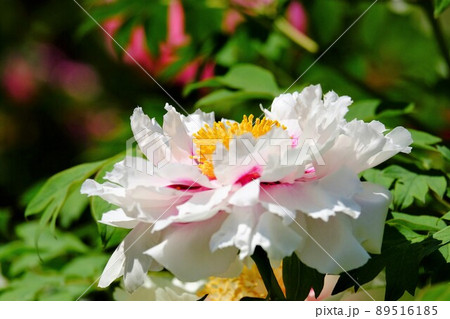 牡丹 牡丹 89516185