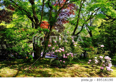 牡丹園にて 牡丹園にて 89516190