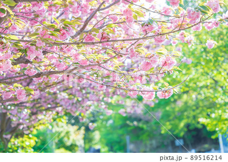 桜と新緑の写真素材 [89516214] - PIXTA