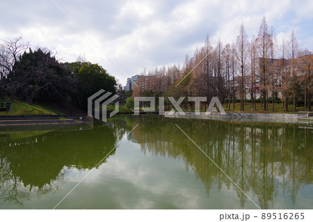 冬の景色 住宅街の公園 冬の公園 池 彩り 冬の景色 住宅街の公園 冬の公園 池 彩り 89516265