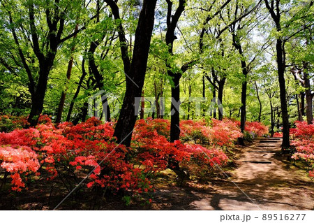 つつじ つつじ 89516277