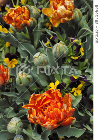 油絵の様なチューリップ 89516668