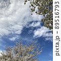 Cherry Blossoms 89516793