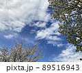 Cherry Blossoms 89516943