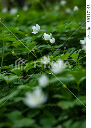 道端で並んで咲く白い草花 89517148
