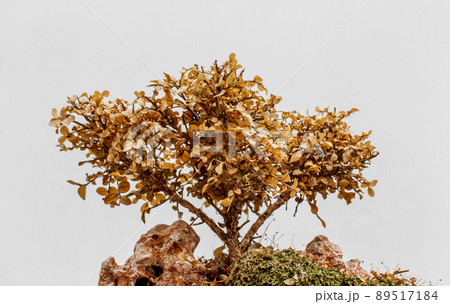 Dead small tree dry 89517184