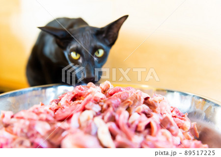 Black cat eating meat 89517225
