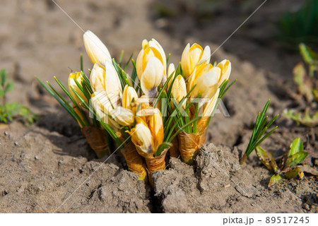 Crocus and snowdrops spring flowers Crocus and snowdrops spring flowers 89517245