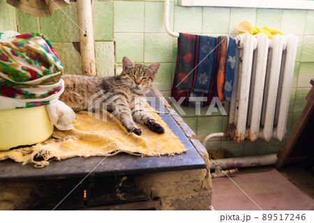 Cat sleeping on stove fireplace Cat sleeping on stove fireplace 89517246