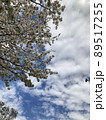 Cherry Blossoms 89517255