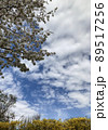 Cherry Blossoms 89517256