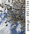 Cherry Blossoms 89517394