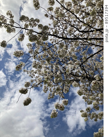 Cherry Blossoms Cherry Blossoms 89517394