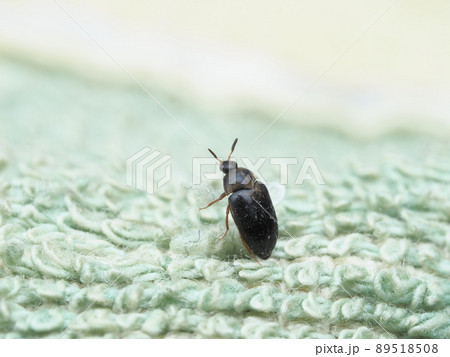 屋内に発生した衣類害虫ヒメカツオブシムシの成虫 89518508