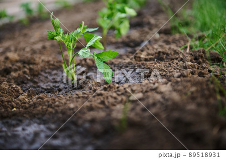 Transplanted tomato seedlings in watered flower bed. Horticulture, agronomy, agriculture, organic gardening and growth concept. 89518931