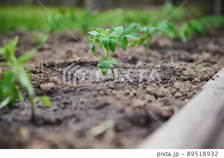Gardener waters with garden watering can of tomato seedlings in open field. Plant care, concept of an environmentally friendly product. Irrigation Gardener waters with garden watering can of tomato seedlings in open field. Plant care, concept of an environmentally friendly product. Irrigation 89518932