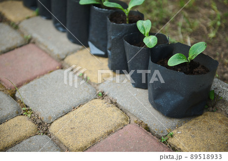 Growing sprouts in pots with black soil. Horticulture, gardening, agricultural hobby concept Growing sprouts in pots with black soil. Horticulture, gardening, agricultural hobby concept 89518933