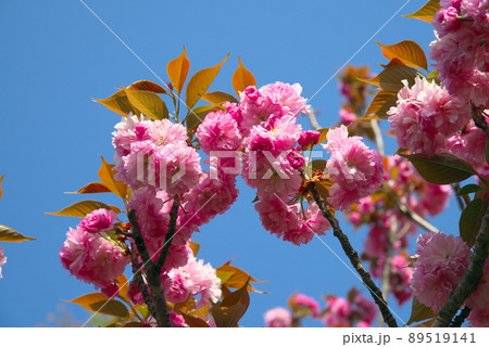 八重咲の桜　ピンク 89519141