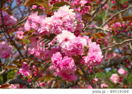 八重桜 ピンク 八重桜 ピンク 89519169
