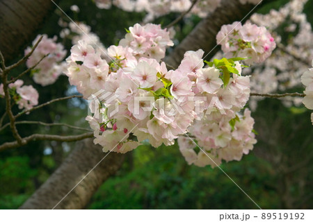 八重咲の桜 89519192