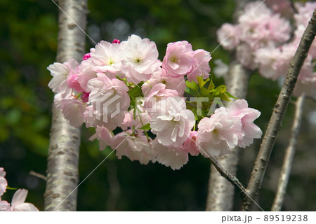 八重咲の桜 89519238