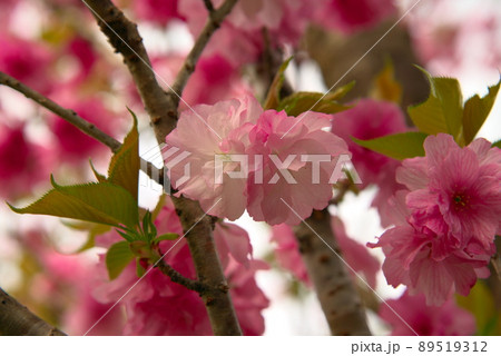 八重咲の桜 八重咲の桜 89519312