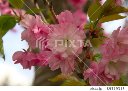 八重咲の桜 89519313