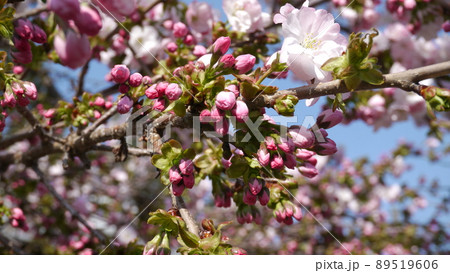 桜の蕾 桜の蕾 89519606