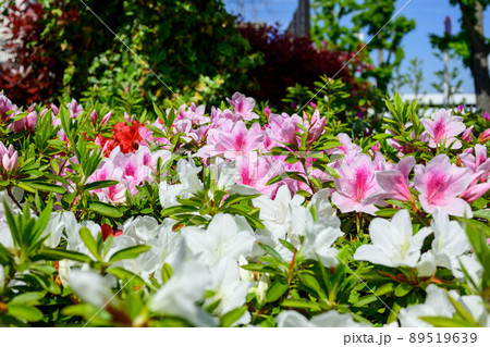 2022年ツツジ 2022年ツツジ 89519639